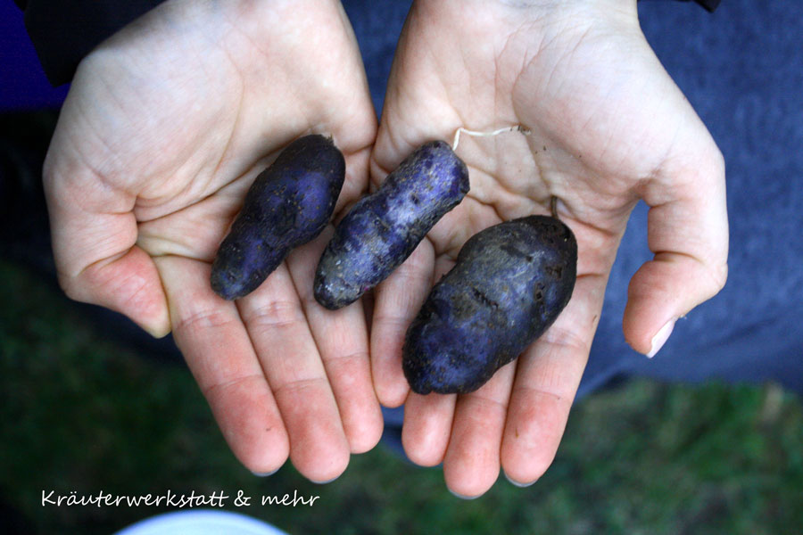 violettekartoffel_web
