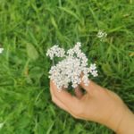7. – 11. August // Kräuterwoche „Herbal Summer“