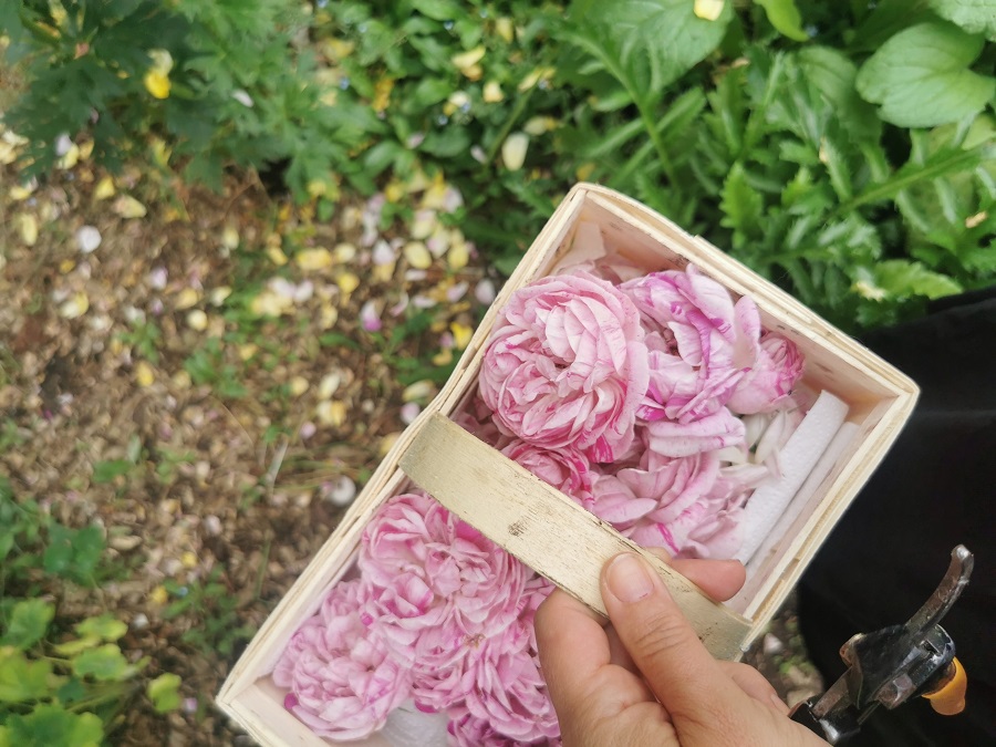 Rosenblüten für die erfrischende Badebombe sammeln