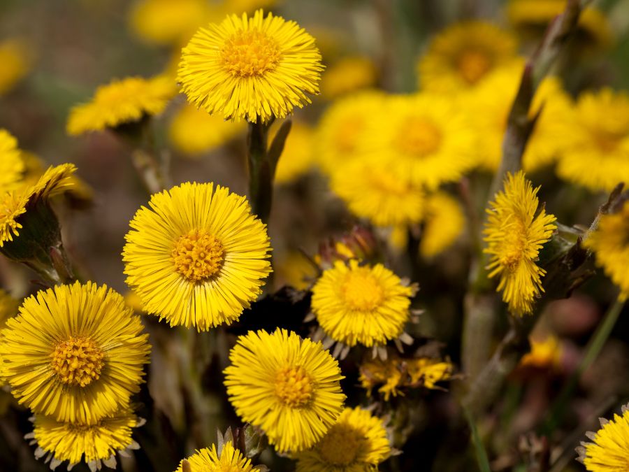 Huflattich als Heilpflanze