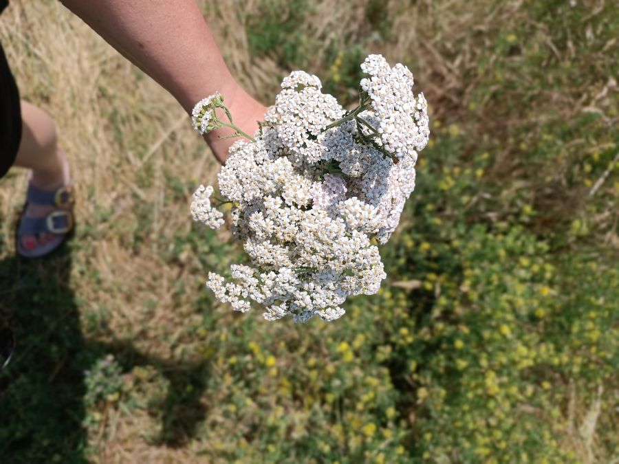 Schafgarbe beim Kräuterkunde Sommerfestival