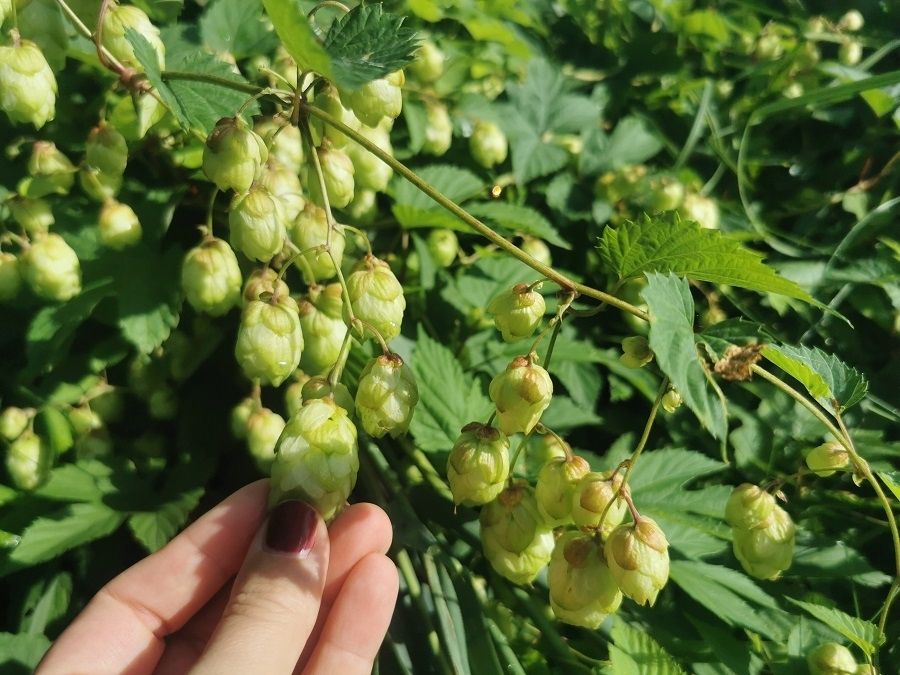 Hopfen Hopfen Frauenpflanze